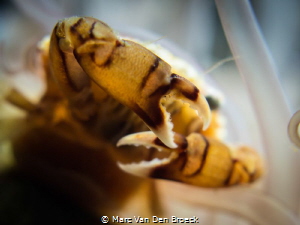 shy by Marc Van Den Broeck 